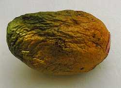 An overripe mango