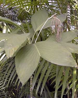 Chamaedorea ernesti-augustii