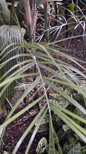 Chamaedorea glaucifolia