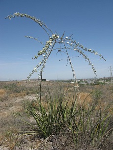 Giant Hesperaloe(Hesperaloe funifera)