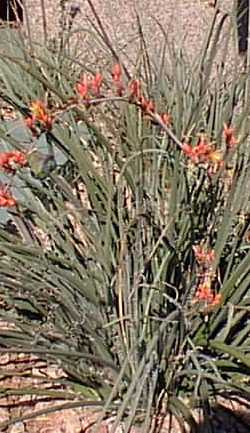 Red Yucca(Hesperaloe parviflora)