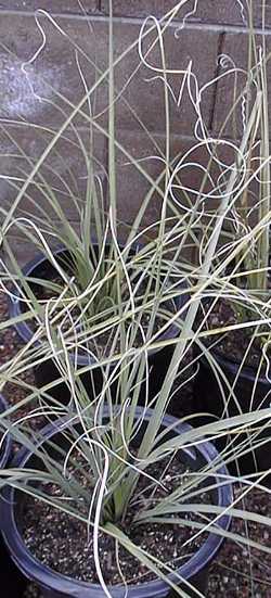 Beargrass, Sawgrass, Sacahuista(Nolina microcarpa)
