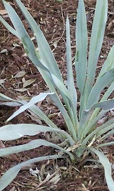 Paleleaf Yucca