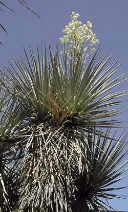 Blue Yucca, Palmilla(Yucca rigida)