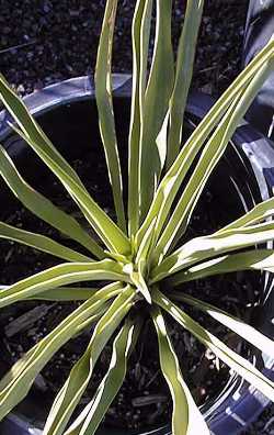 Twisted-Leaf Yucca