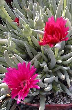 Red Spike Ice Plant