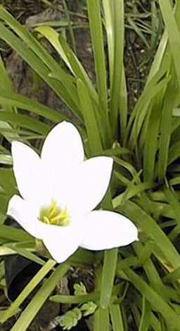 Zephyr Flower, Fairy Lily(Zephyranthes candida)