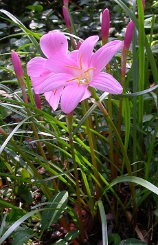Rose Pink Rain Lily