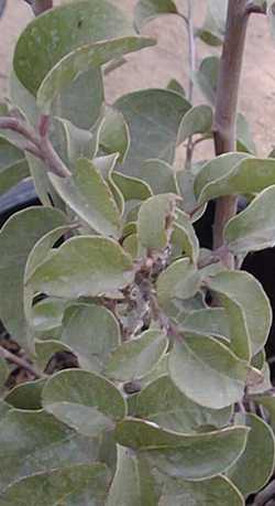 Sugar bush, Chaparral Sumac(Rhus ovata)