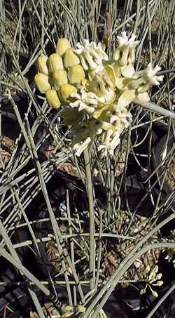 Desert milkweed, Ajamente(Asclepias subulata)