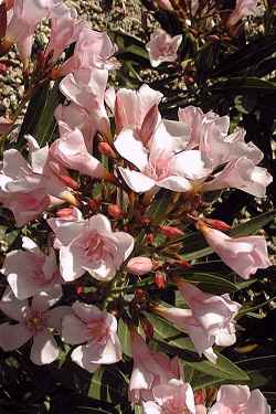 Oleander, Rose Bay(Nerium oleander)
