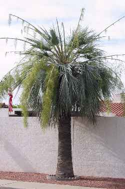 Mexican Blue Palm(Brahea armata)