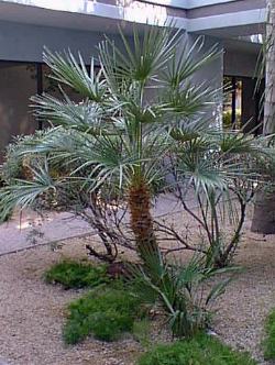 Mediterranean Fan Palm(Chamaerops humilis)