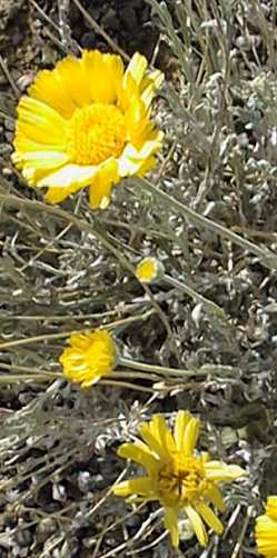 Desert Marigold(Baileya multiradiata)