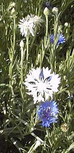 Cornflower, Bachelor's Button(Centaurea cyanus)