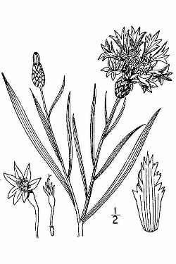 Cornflower, Bachelor's Button(Centaurea cyanus)