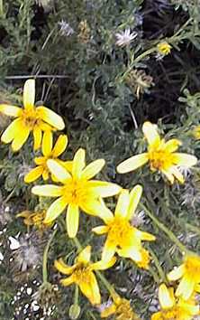 Damianita daisy(Chrysactinia mexicana)