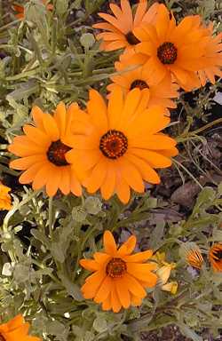 African Daisy, Cape Marigold(Dimorphotheca sinuata)