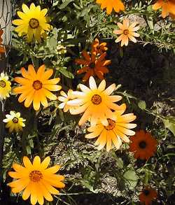 African Daisy, Cape Marigold(Dimorphotheca sinuata)