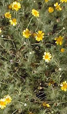 Golden Dyssodia, Parralena, Dogweed(Thymophylla pentachaeta)