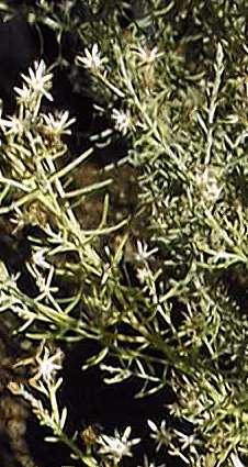 Turpentine Bush, Aguirre(Ericameria laricifolia)