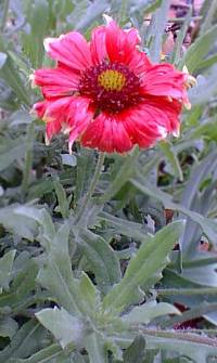 Blanket Flower(Gaillardia Χ grandiflora)