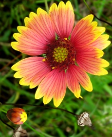 Blanket Flower, Firewheel(Gaillardia pulchella)