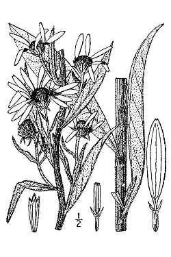 Maximillian Sunflower(Helianthus maximiliani)