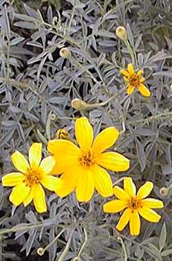 Mount Lemmon Marigold, Mountain Marigold(Tagetes lemmonii)