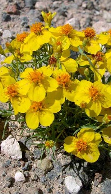 Rocky Mountain Zinnia, Prairie Zinnia(Zinnia grandiflora)