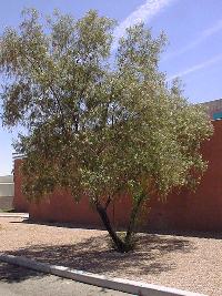 Desert Willow, Desert Catalpa(Chilopsis linearis)