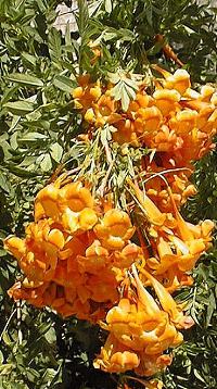 Orange Trumpet Flower(Tecoma Χ 'Burnt-Out')
