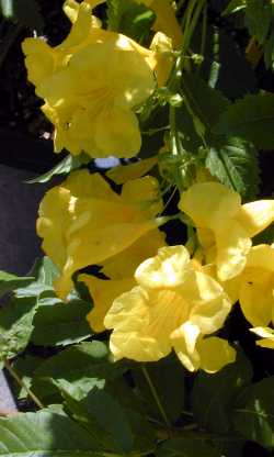 Yellow Bells, Yellow Trumpet Flowers(Tecoma stans)