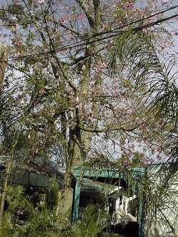 Silk Floss Tree(Ceiba speciosa)