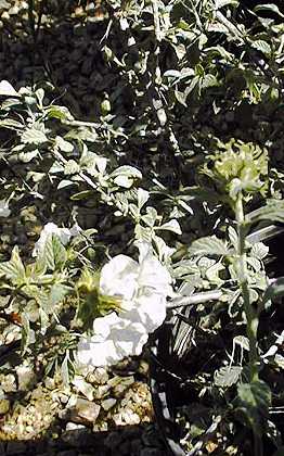 Little Leaf Cordia(Cordia parvifolia)