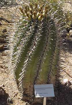 Herrera's Barrel Cactus