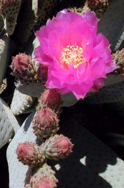 Beavertail Cactus(Opuntia basilaris)