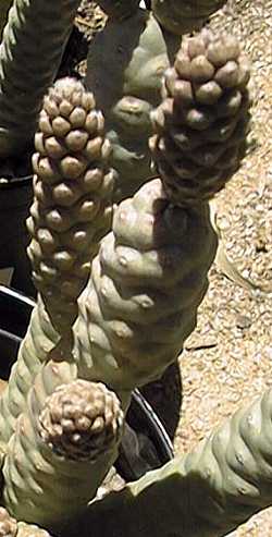Spruce Cone Cholla, Paper Spine Cactus(Tephrocactus articulatus var. diadematus )