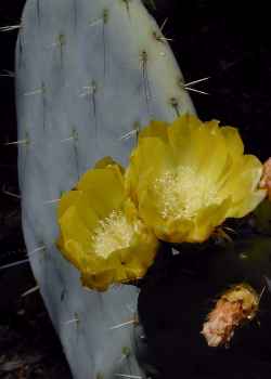 Giant Prickly Pear
