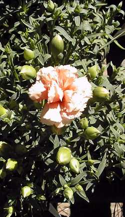 Carnation, Clove Pink(Dianthus caryophyllus)