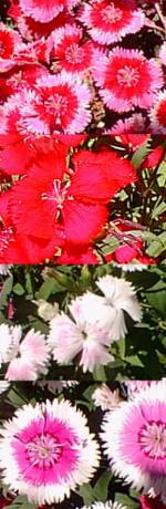 Chinese Pink, Rainbow Pink(Dianthus chinensis)