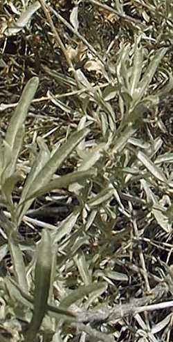 Four-Wing Saltbush, Chamisa, Cenizo(Atriplex canescens)