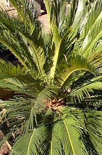 Sago Palm(Cycas revoluta)