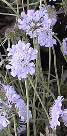 Pincushion Flower(Scabiosa columbaria)