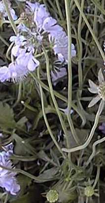 Pincushion Flower(Scabiosa columbaria)