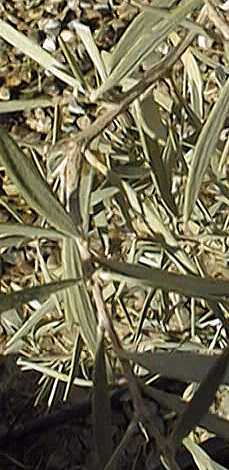 Mulga Acacia(Acacia aneura)