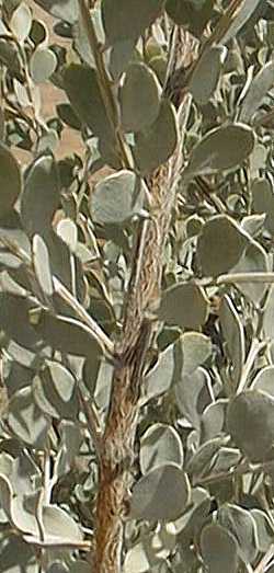 Waxleaf Acacia, Leatherleaf Acacia(Acacia craspedocarpa)