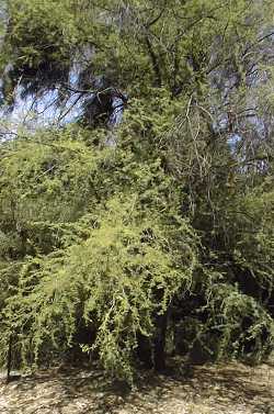 Sweet Acacia(Vachellia farnesiana)