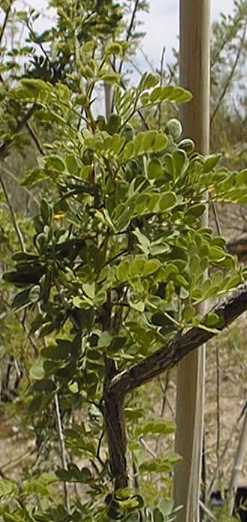 Cat Claw Acacia, Texas Mimosa(Senegalia greggii)