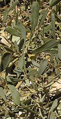 Desert Carpet (TM), Prostrate Acacia(Acacia redolens)